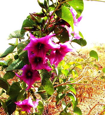 The Anaty or Desert Yam