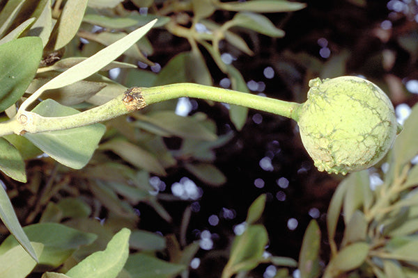 Akarley or Northern Wild Orange