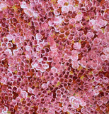 Belinda Golder Kngwarreye