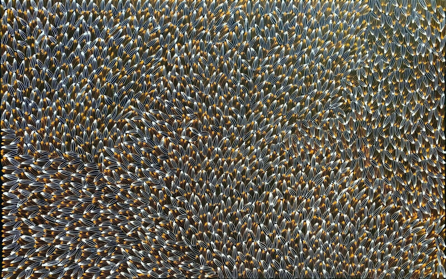 Abie Loy Kemarre 'Bush Medicine Leaf' painting Orange, Black and White 95x150cm