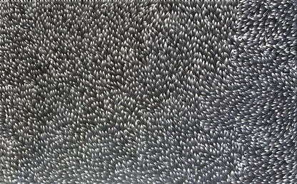 Abie Loy Kemarre Bush Medicine Leaf painting Black and White 90x150cm